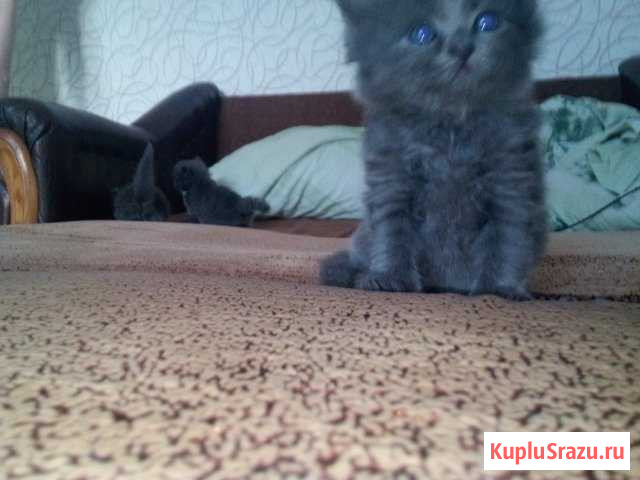 Отдам котят в хорошие руки Куйбышев - изображение 1