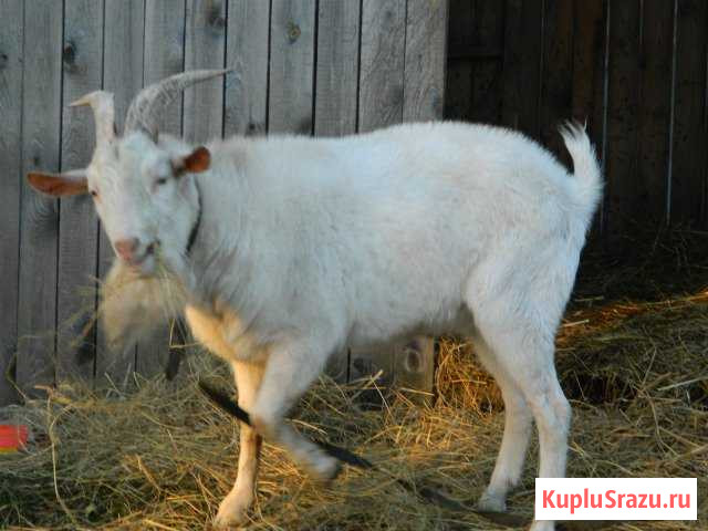 Козел Бердск - изображение 1