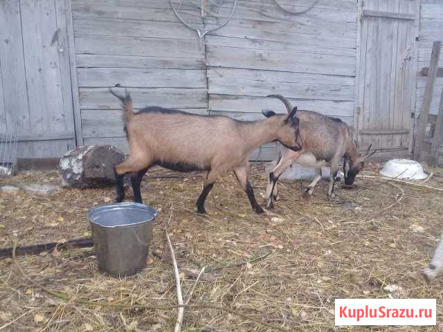 Продам дойных коз Новосибирск - изображение 1