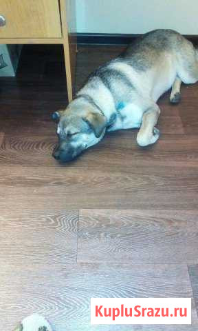 Собака помесь лобрадор с шарпеем Омск - изображение 1