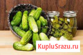 Солёные и маринованные огурцы Опочка - изображение 1
