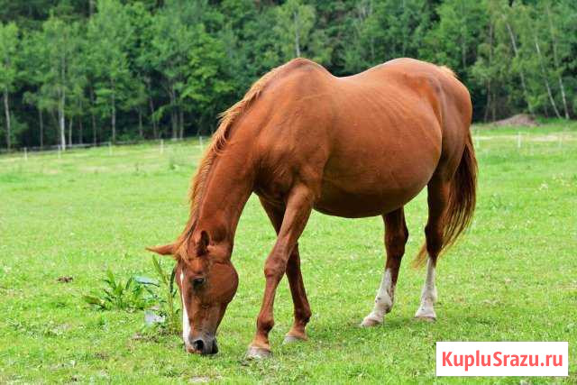 Кобыла жеребая Исилькуль - изображение 1