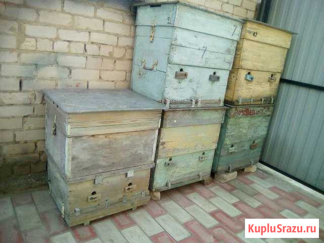 Улья Сызрань - изображение 1