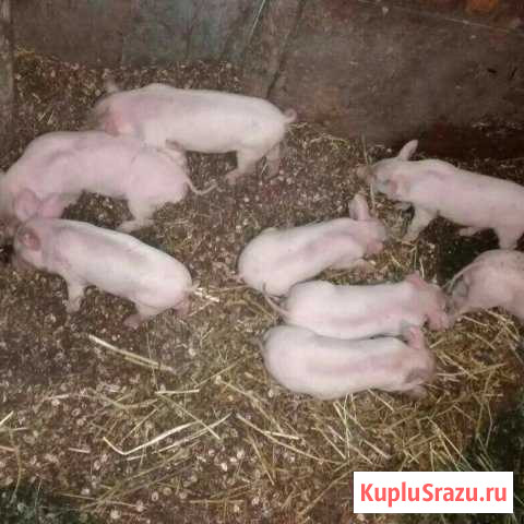 Поросята Шиханы - изображение 1
