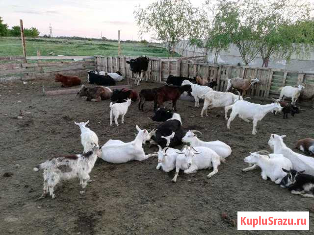Бараны Энгельс - изображение 1