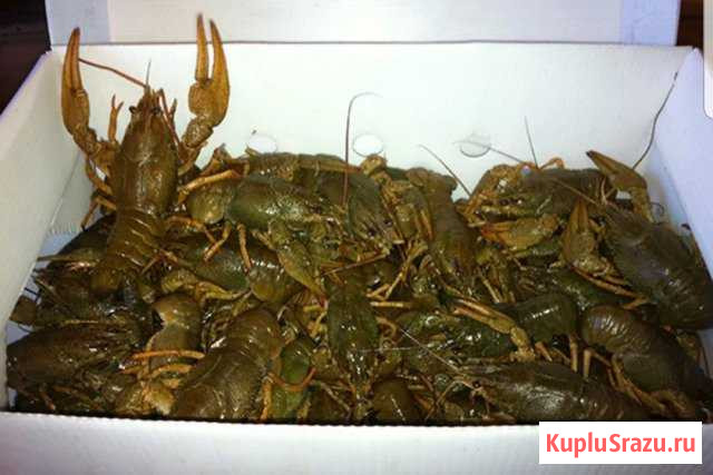 Живые раки Псков - изображение 1