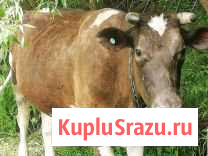 Продаётся корова Новомичуринск - изображение 1
