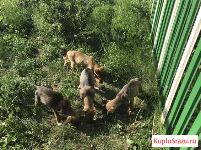 Метисы овчарки в добрые руки Кротовка - изображение 1