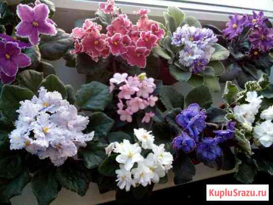 Самые красивые фиалки Энгельс