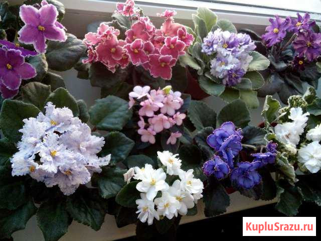 Самые красивые фиалки Энгельс - изображение 1