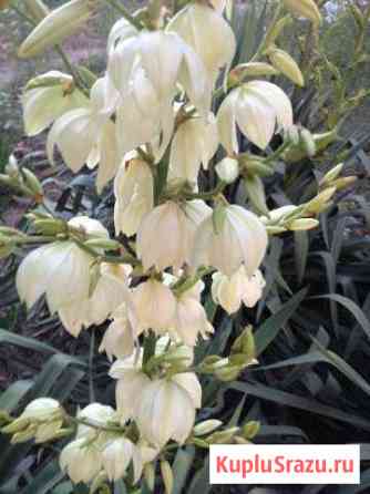 Юкка. Вечнозеленый цветок Георгиевск