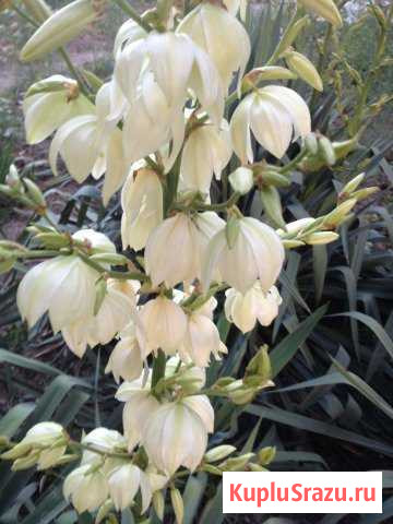 Юкка. Вечнозеленый цветок Георгиевск - изображение 1