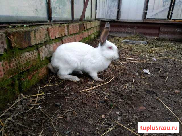 Кролики Ижевск - изображение 1