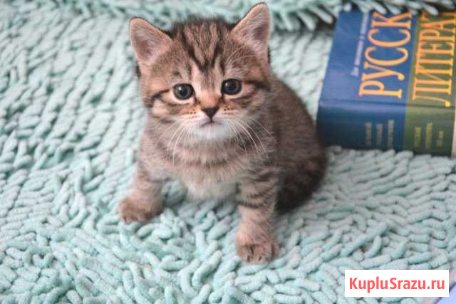 Котята Полтора месяца Сургут - изображение 1