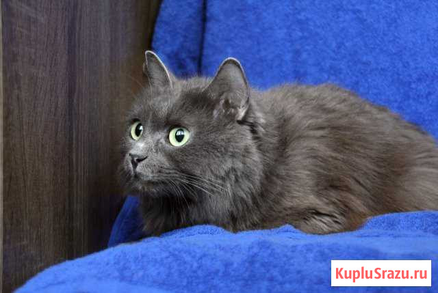 Кошечка в добрые руки Сургут - изображение 1