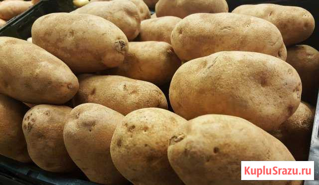 Картошка домашняя крупная для еды Лотошино - изображение 1