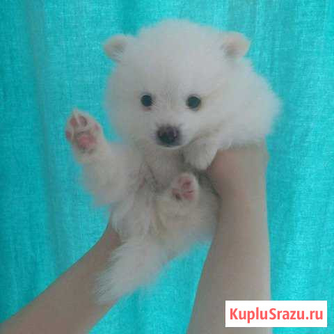 Щенки немецкого Шпица Воскресенское - изображение 1