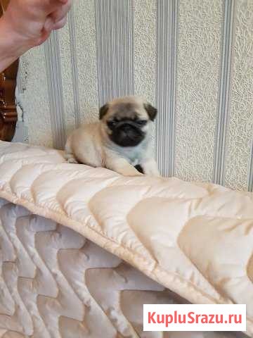 Щенки Мопса Орехово-Зуево - изображение 1