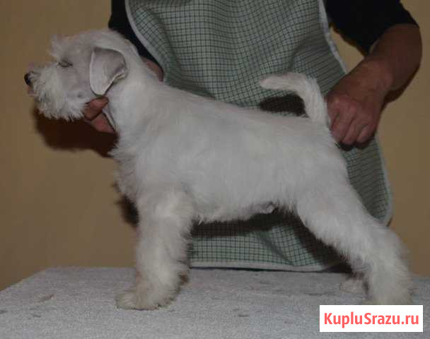 Белоснежные цвержики Павловский Посад - изображение 1