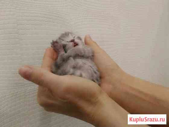 Британские котята 2 месяца Котельники