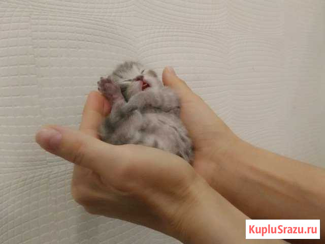 Британские котята 2 месяца Котельники - изображение 1
