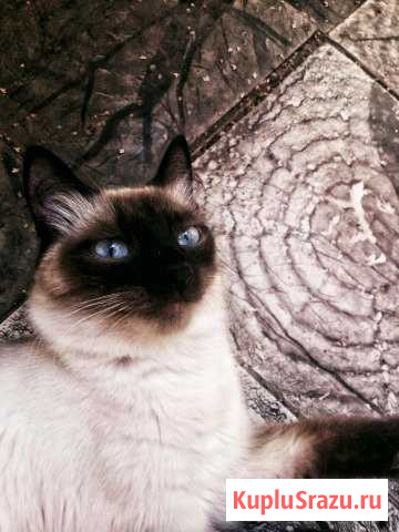 Вязка кошки Электрогорск - изображение 1