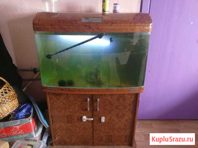 Аквариум Краснознаменск - изображение 1