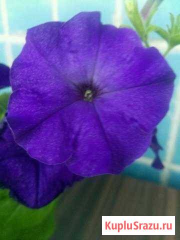 Петуния Электросталь - изображение 1