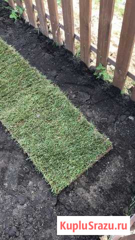 Газон свежий Лобня - изображение 1