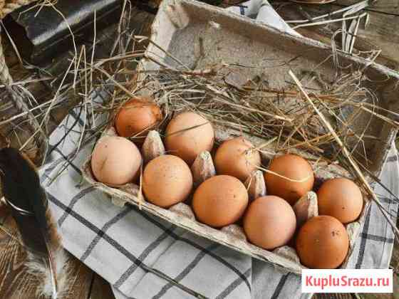 Продаю частное куриное яйцо Сергиев Посад