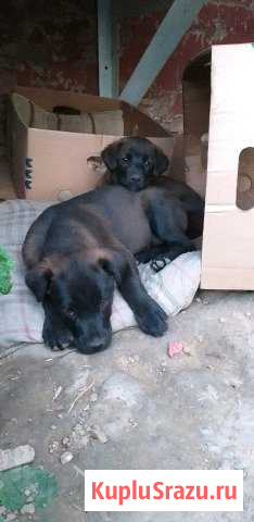Щенки Волоколамск - изображение 1