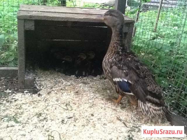 Продам уток Коломна - изображение 1