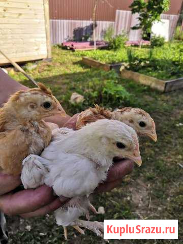 Птицы Серпухов - изображение 1