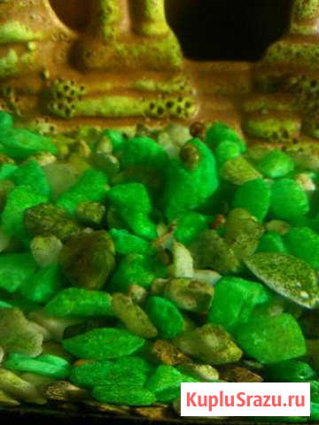 Креветки Ногинск - изображение 1