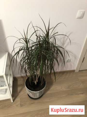 Комнатное растение Драцена Воскресенское - изображение 1