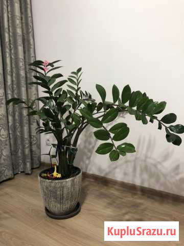 Комнатное растение цветок Воскресенское - изображение 1