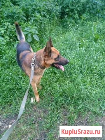 Собака в добрые руки Раменское - изображение 1