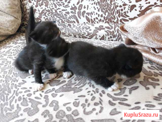 3Кота и 1 кошечка Зарайск - изображение 1