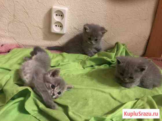Котята Британцев Егорьевск