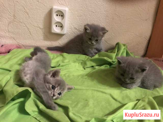 Котята Британцев Егорьевск - изображение 1