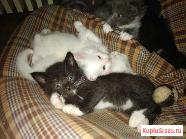 Котята в добрые руки Орехово-Зуево - изображение 1