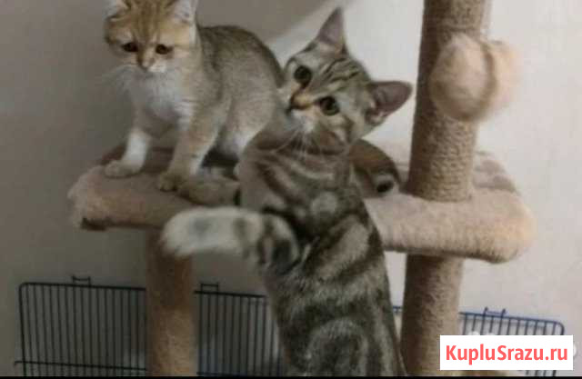 Кошки Троицк - изображение 1