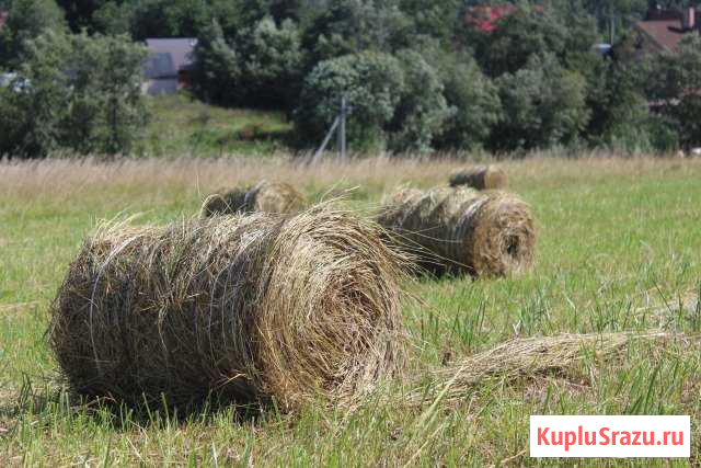 Сено рулоны 20 кг укос 2019 года Солнечногорск - изображение 1