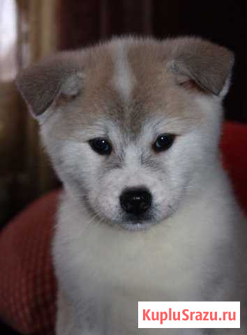 Акита ину Электросталь - изображение 1