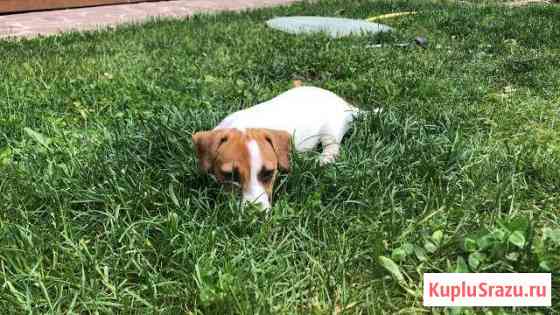 Jack Russel 3 months girl Красногорск