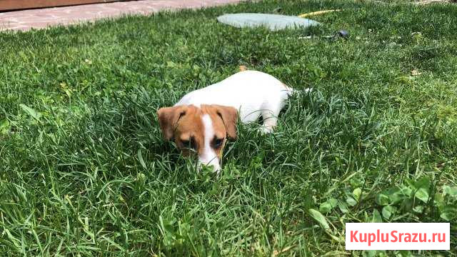 Jack Russel 3 months girl Красногорск - изображение 1
