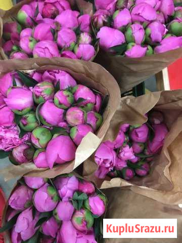 Пионы Мосрентген - изображение 1