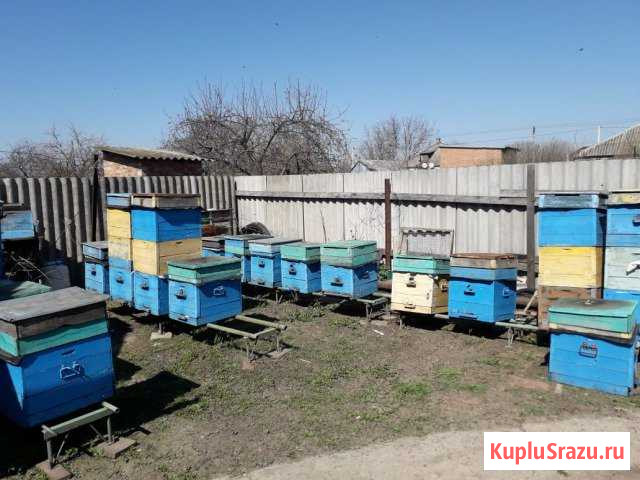 Продается пасека Гулькевичи - изображение 1