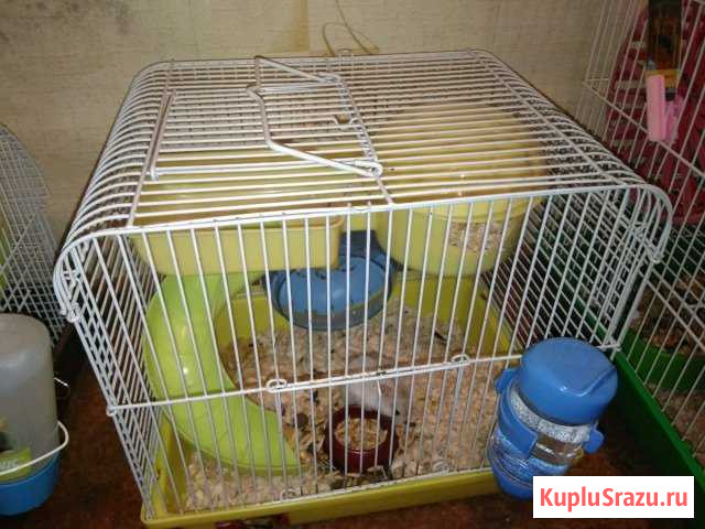 Хомяк с клеткой Сочи - изображение 1