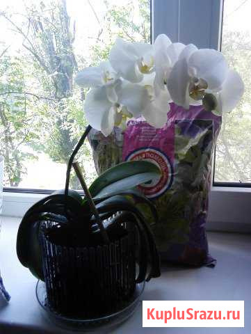 Орхидея цветущая Новороссийск - изображение 1